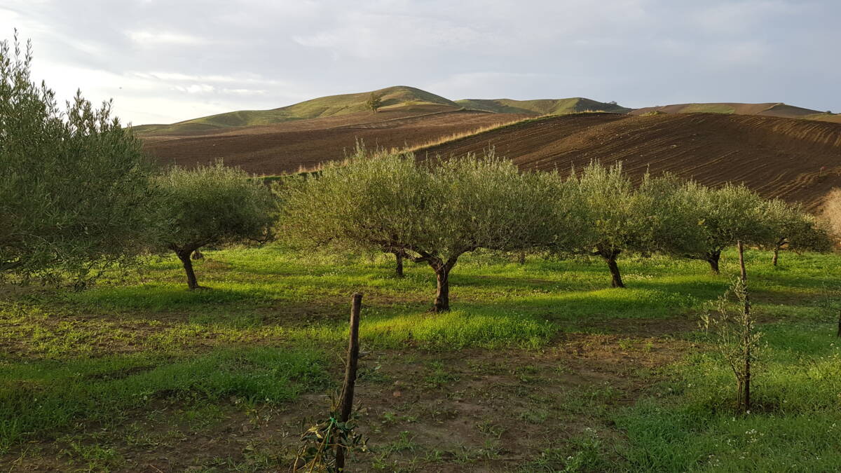 Une huile d’olive sicilienne, entre racines familiales et exigence de qualité Sélestat 0