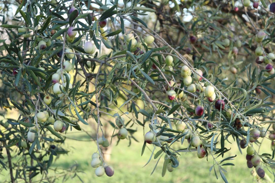 Une huile d’olive sicilienne, entre racines familiales et exigence de qualité Sélestat